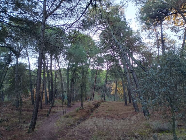 Sendero entre pinos en Sierra Nevada, cerca de Monachil (Granada)