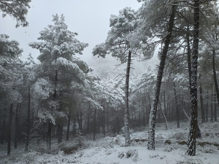 Pinar nevado en Sierra Nevada