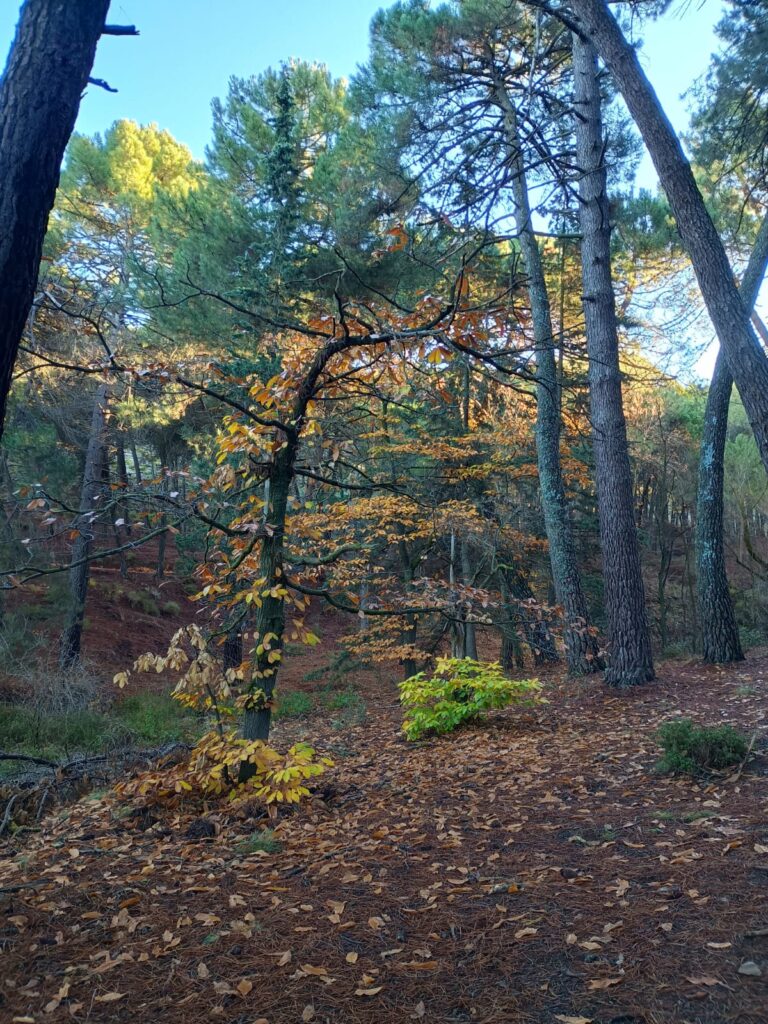 Pinar en otoño cerca de Monachil (Granada)